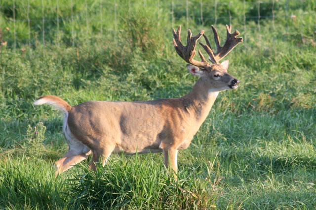 Heavy Horned 4 Yr Old